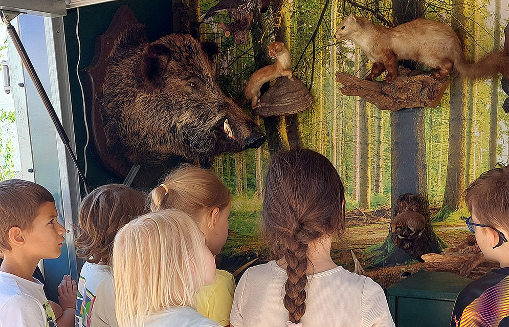 Jäger Max Vogel zu Besuch an der Schöpflin Schule mit seinem Info-Mobil »Lernort Natur« , Eine Gruppe von Schüler:innen steht vor einem Autoanhänger, in dem ausgestopfte Tiere zu sehen sind.  